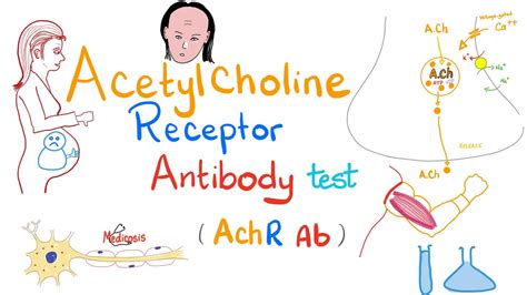 acetylcholine receptor binding antibody